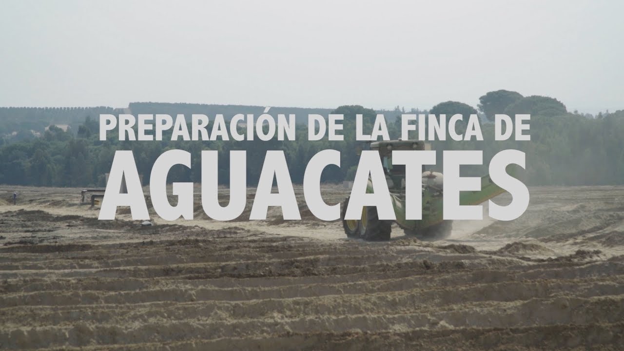 Costa de Huelva: Preparación de la nueva finca de aguacates