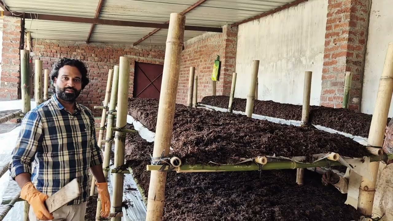 Button mushroom kaise grow karein | Button Mushroom | Mushroom ki kheti | Singham Trader 