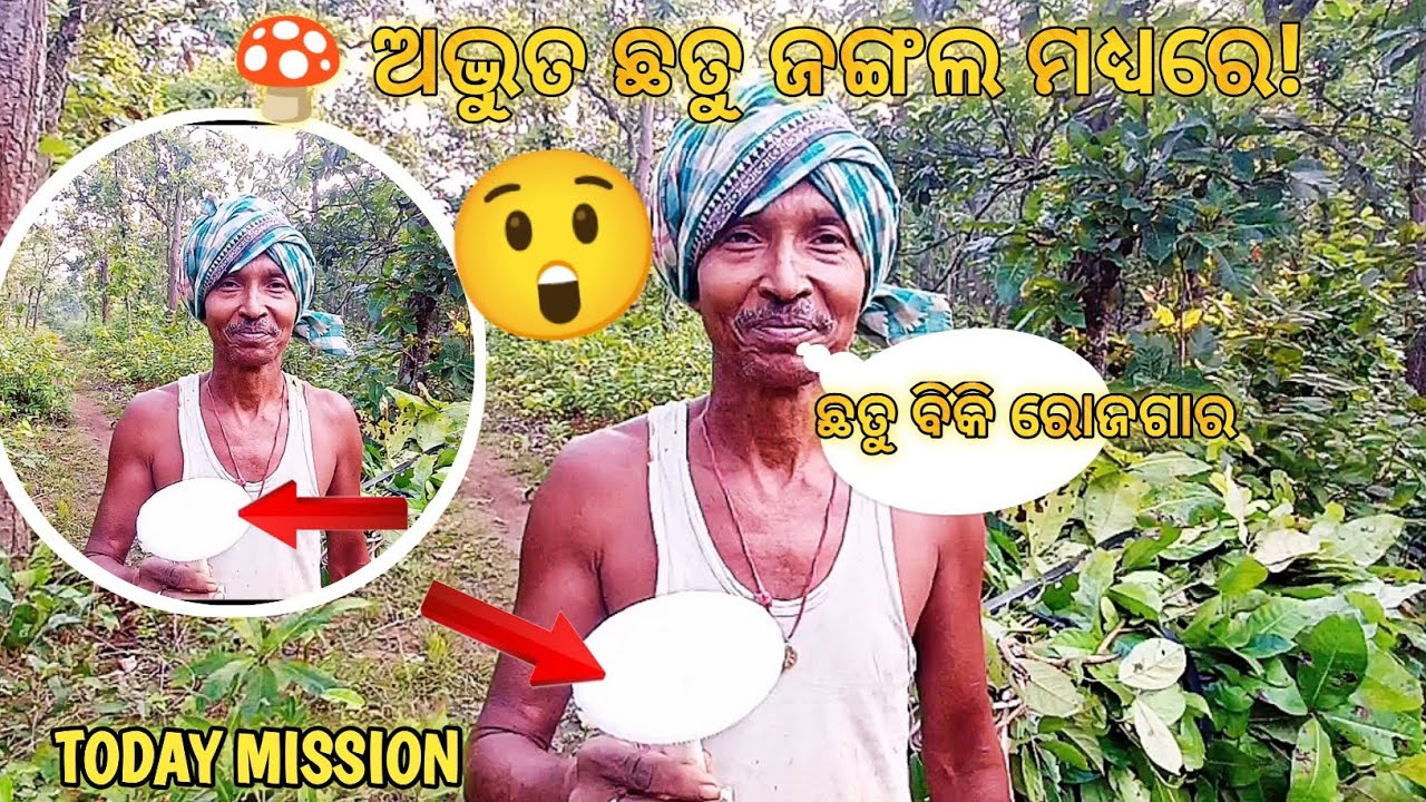  ବଡ଼ ଅଦ୍ଭୁତ ଛତୁ 😲 |  Amazing Big 🍄 Mushroom Jungle / #amazing #wildmushrooms 