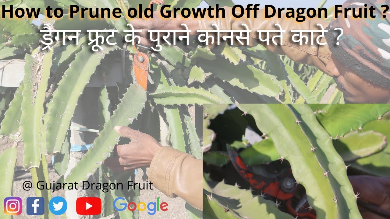 How to Prune old Growth Off Dragon Fruit ? | ड्रैगन फ्रूट के पुराने कोनसे पते काटे ? | Pruning | GDF