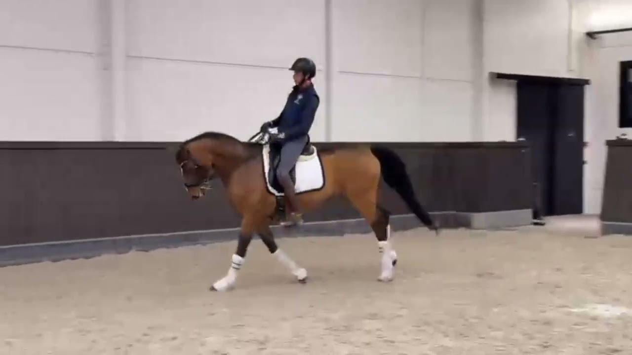 Lovely Medium level dressage horse for sale - Bell