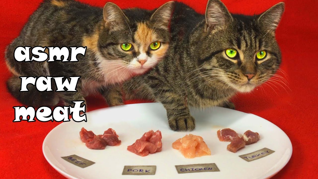 My cats choose from chicken, beef, pork and turkey meat asmr
