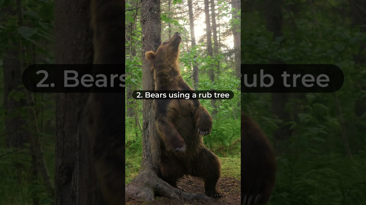 My top 3 wildlife moments I&rsquo;ve caught with camera traps. #widlife