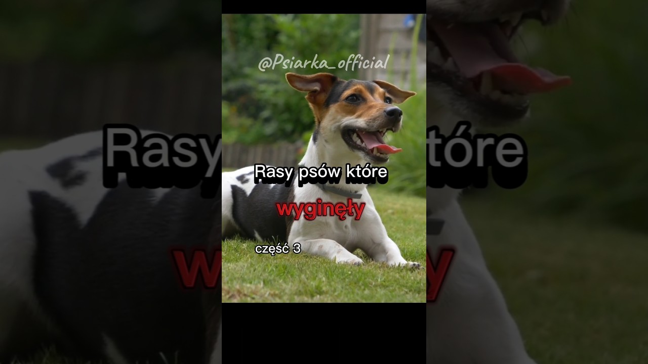 Rasy ps&oacute;w kt&oacute;rych już nie zobaczymy #pies #psy #dog #pieski