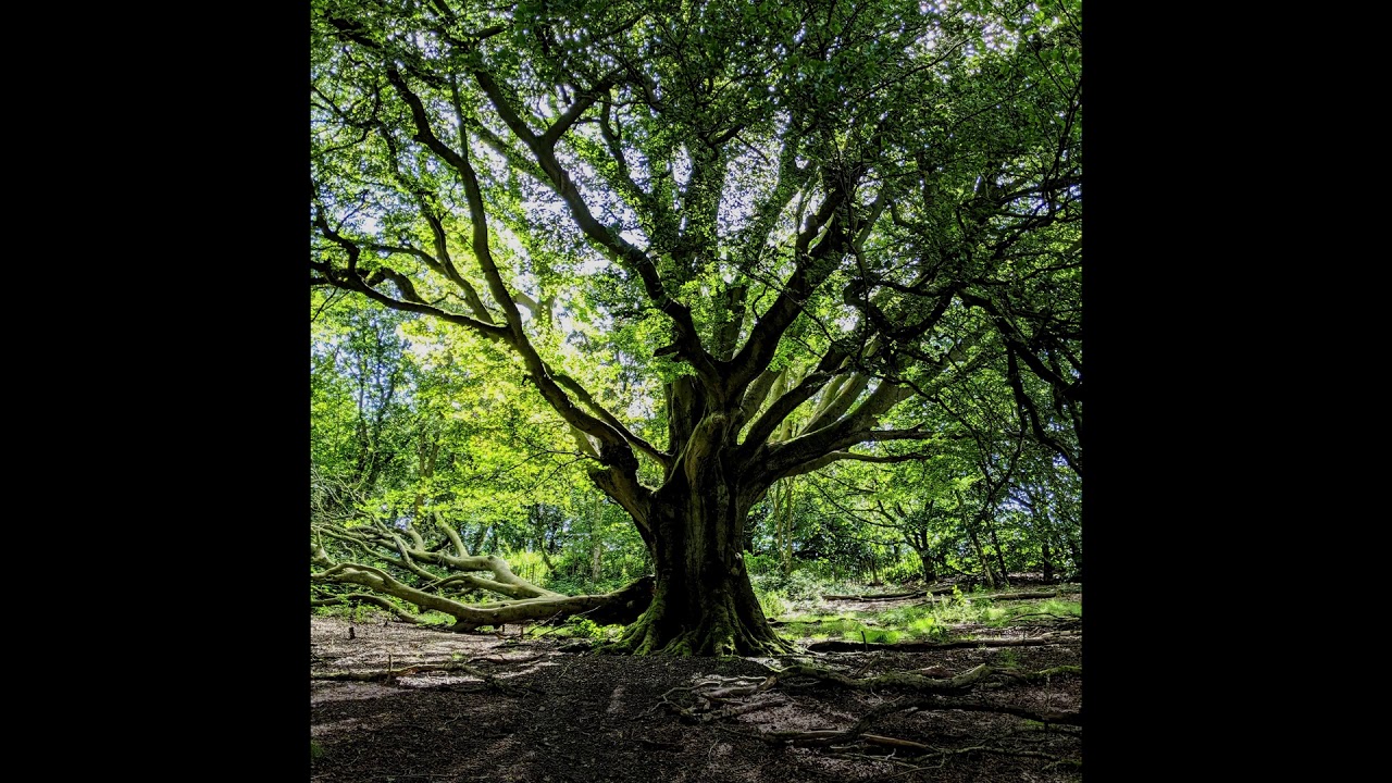 Liedboek lied 91a - Wie in de schaduw Gods mag wonen