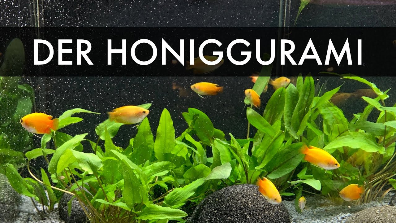 Der Honiggurami | Colisa Chuna bzw. Trichogaster chuna