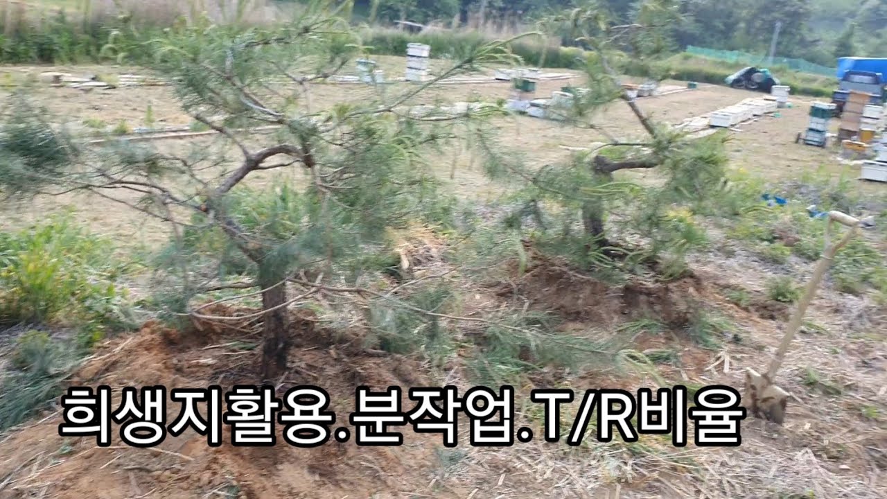 희생지활용,이식.T/R비율2215편(조형소나무)