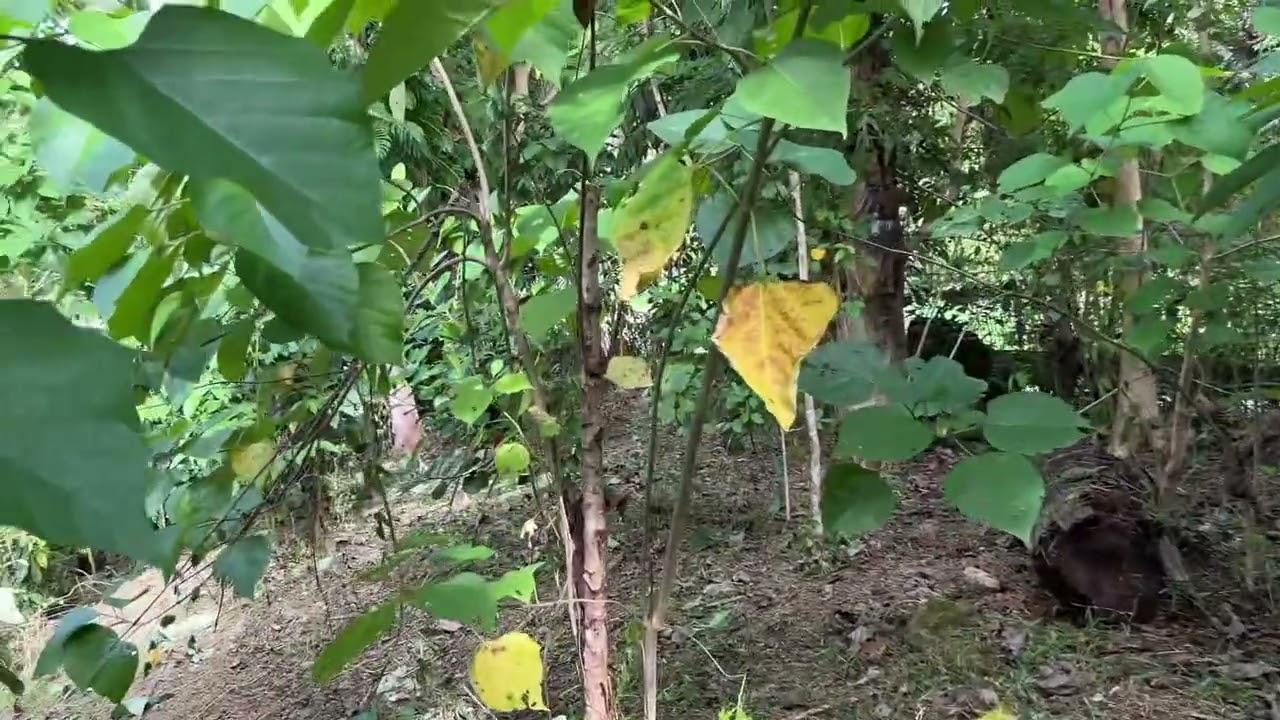 Naka papa-grasscuter na po tayo sa ating munting layer farm / egg layer farm