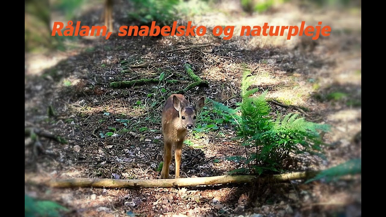 Rålam, snabelsko og naturpleje