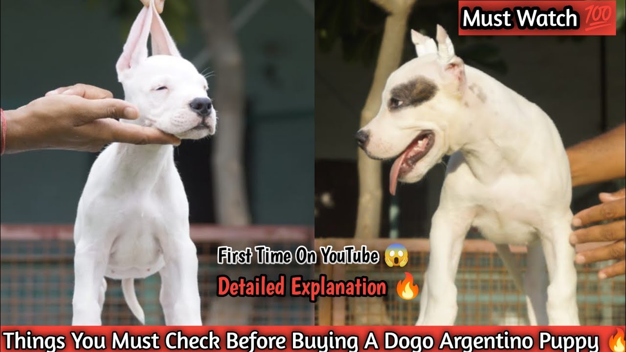 🔥Things You Must Check Before Buying A Dogo Argentino Puppy | कुता लेने से पहले ये चीजें जरूर देखें.