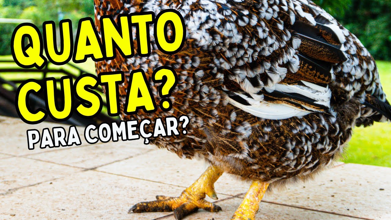 QUANTO CUSTA Começar uma Criação de GALINHA BALÃO? (Investimento Real)