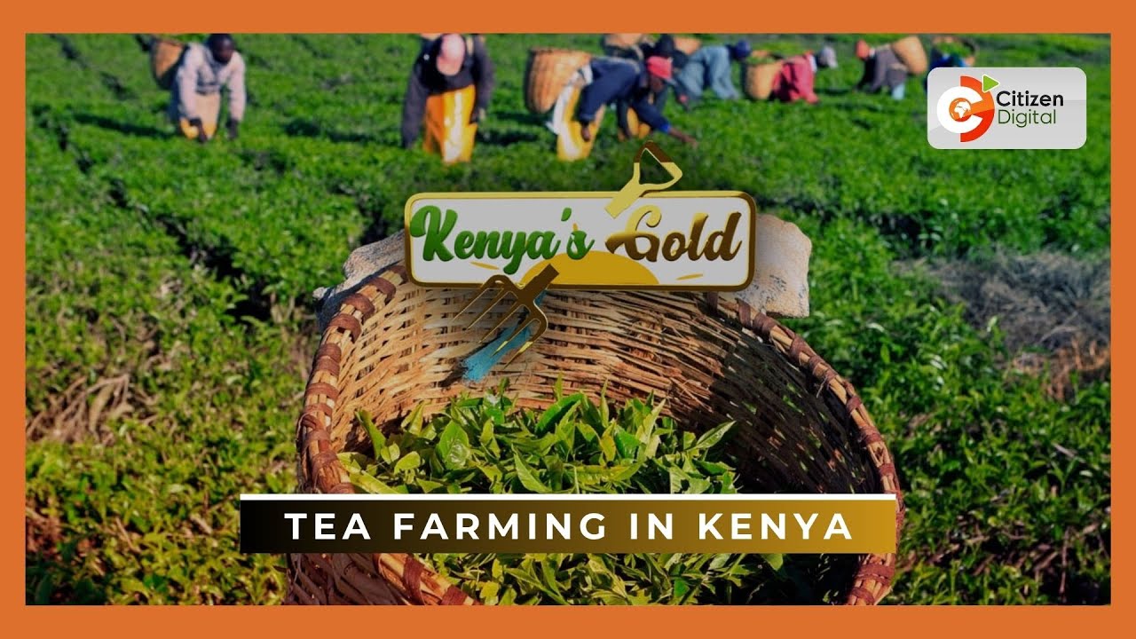 | KENYA’S GOLD | Tea farming in Kenya