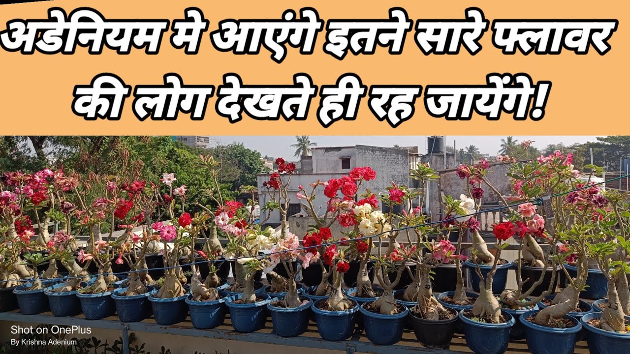 Adenium fertilizer /100%organic fertilizer 