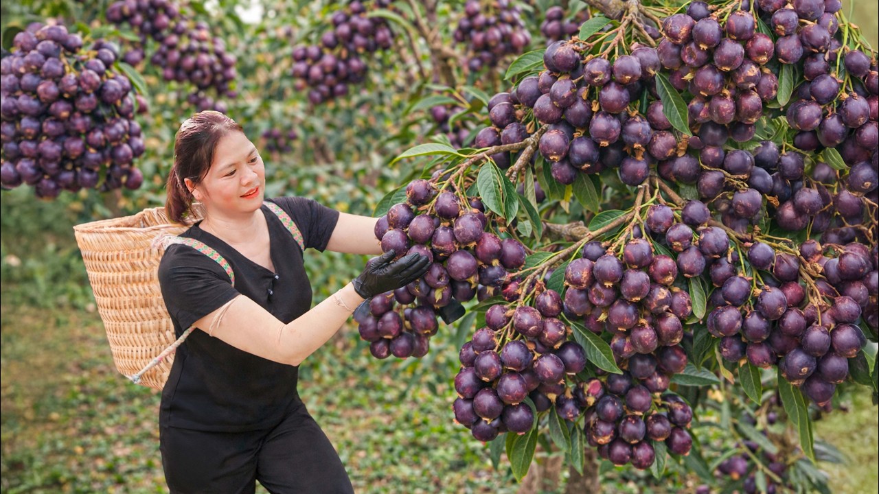 Harvesting RARE Wild Grapes | Ancient Village Grape Jam Recipe Sold Out at Market