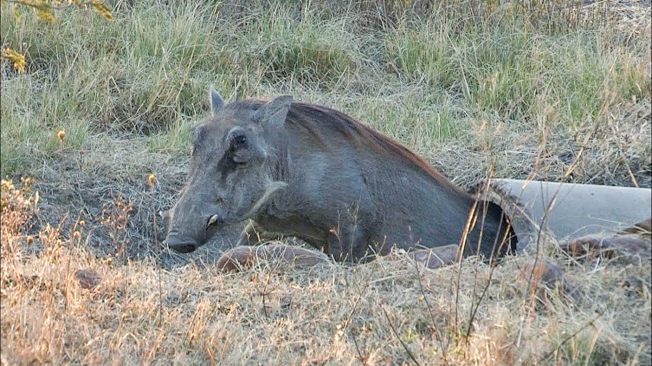 Незваный гость Warthog's попытался захватить власть