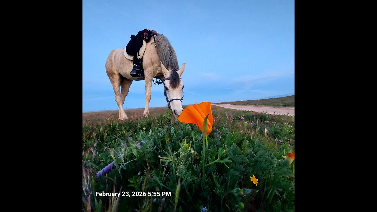 Poppy Super bloom Antelope Valley 2026