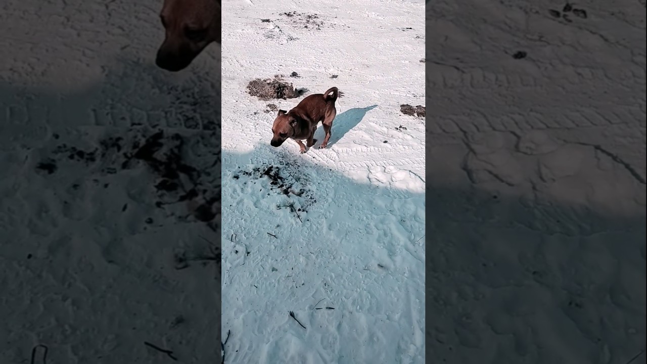 Педро бегает вокруг #щенячьяжизнь #шорты