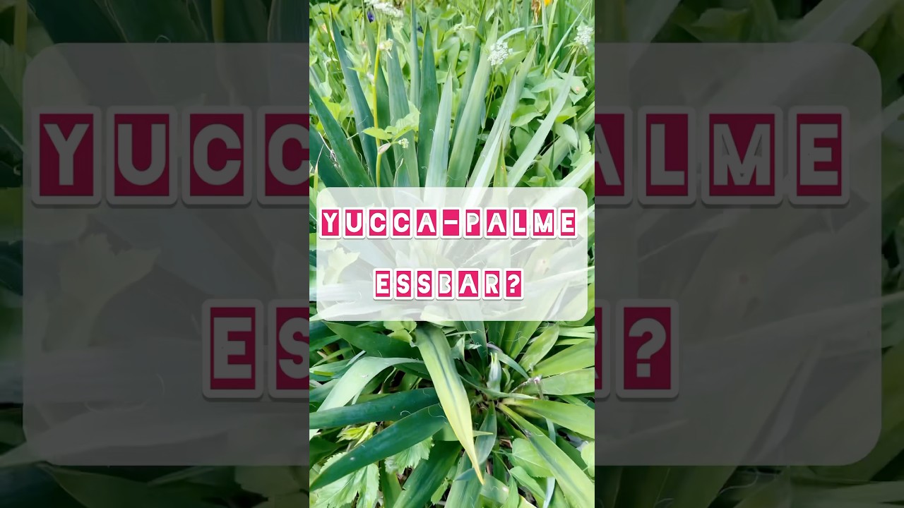 hannesmachtgarten | Yucca-Palme essbar?