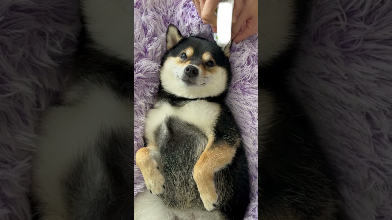 Massage Dog Expert Shares Top Relaxation Techniques!