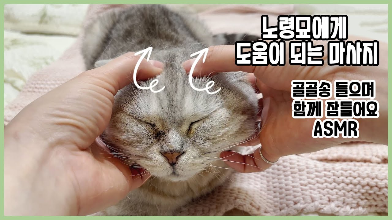잠들기 전 고양이랑 함께 들어요. #고양이마사지#ASMR#골골송