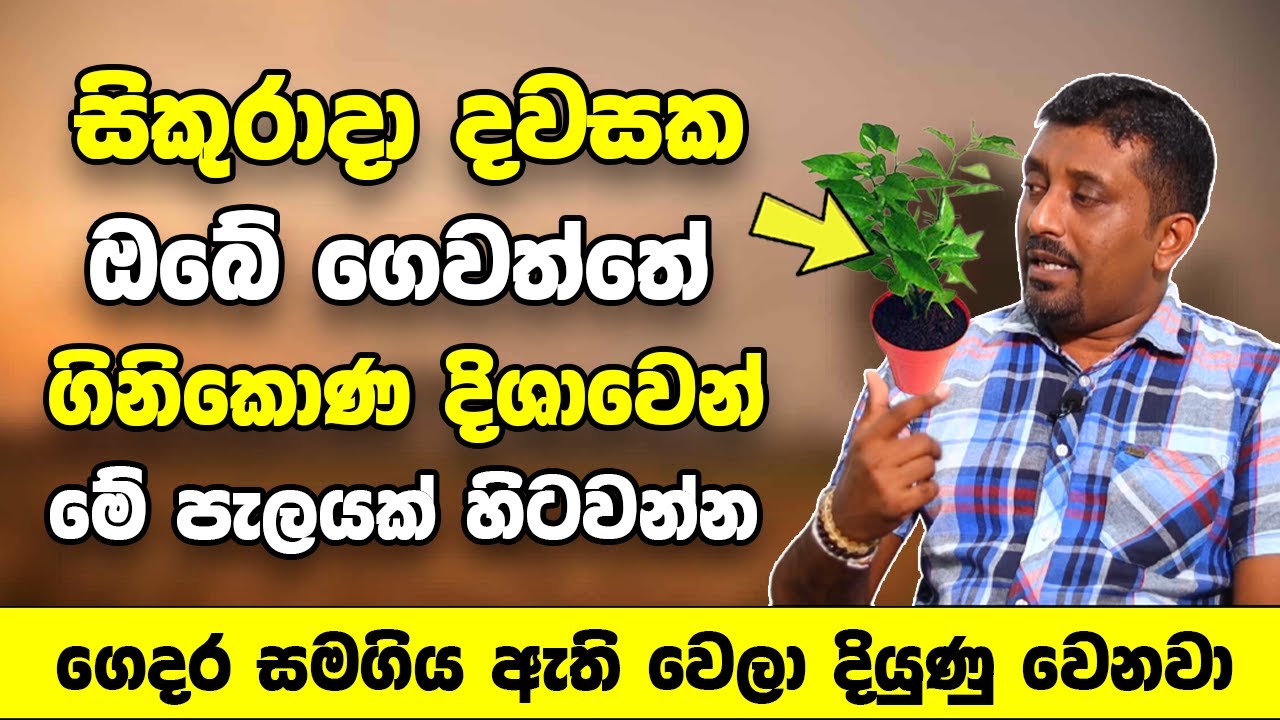 සිකුරාදා දවසක ඔබේ ගෙවත්තේ ගිනිකොණ දිශාවෙන් මේ පැලයක් හිටවන්න | ගෙදර සමගිය ඇති වෙලා දියුණු වෙනවා