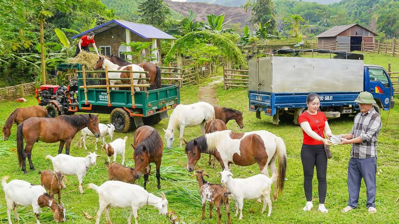 Use Truck To Buy Many Horse from Villagers - Transport Horse Go To Countryside Market Sell