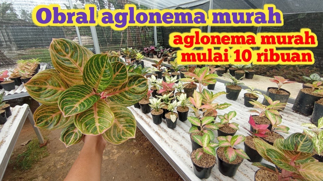 Tanaman hias aglonema murah.. Di obral menjelang bulan Ramadhan... 