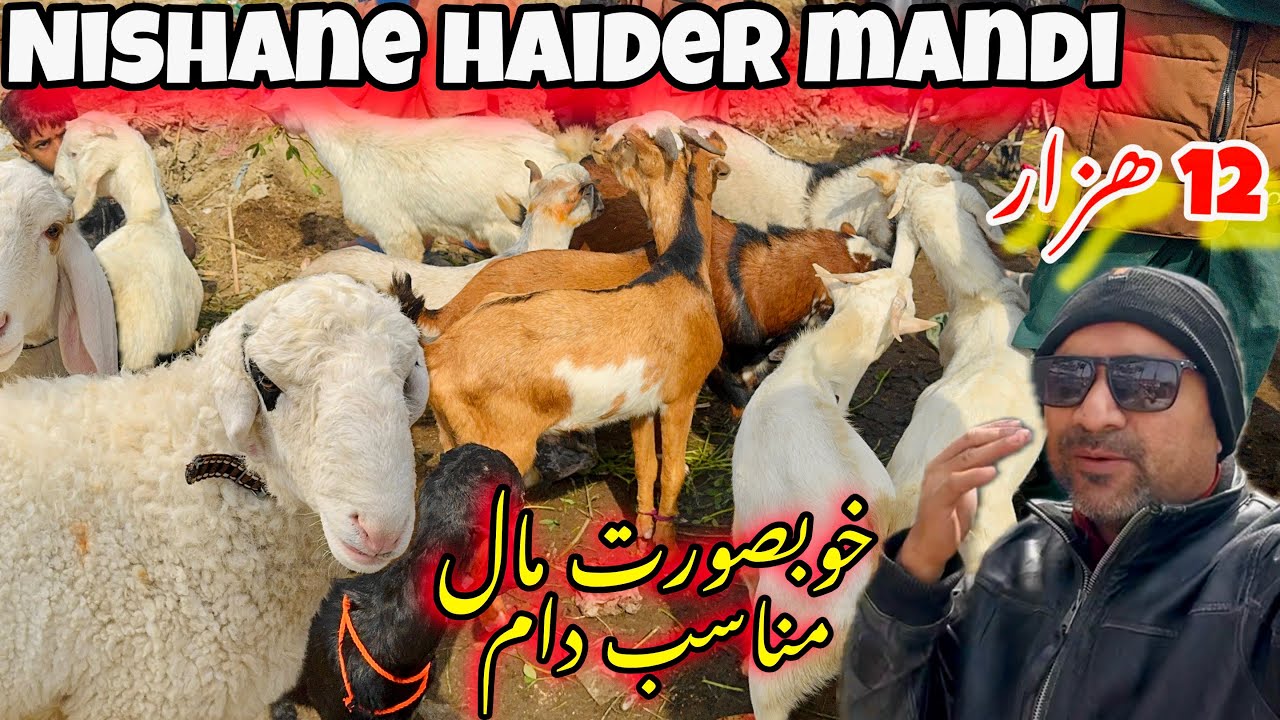 Orangi Nishane haider mandi me behtreen maal munasib qeemat par | latest rates update 
