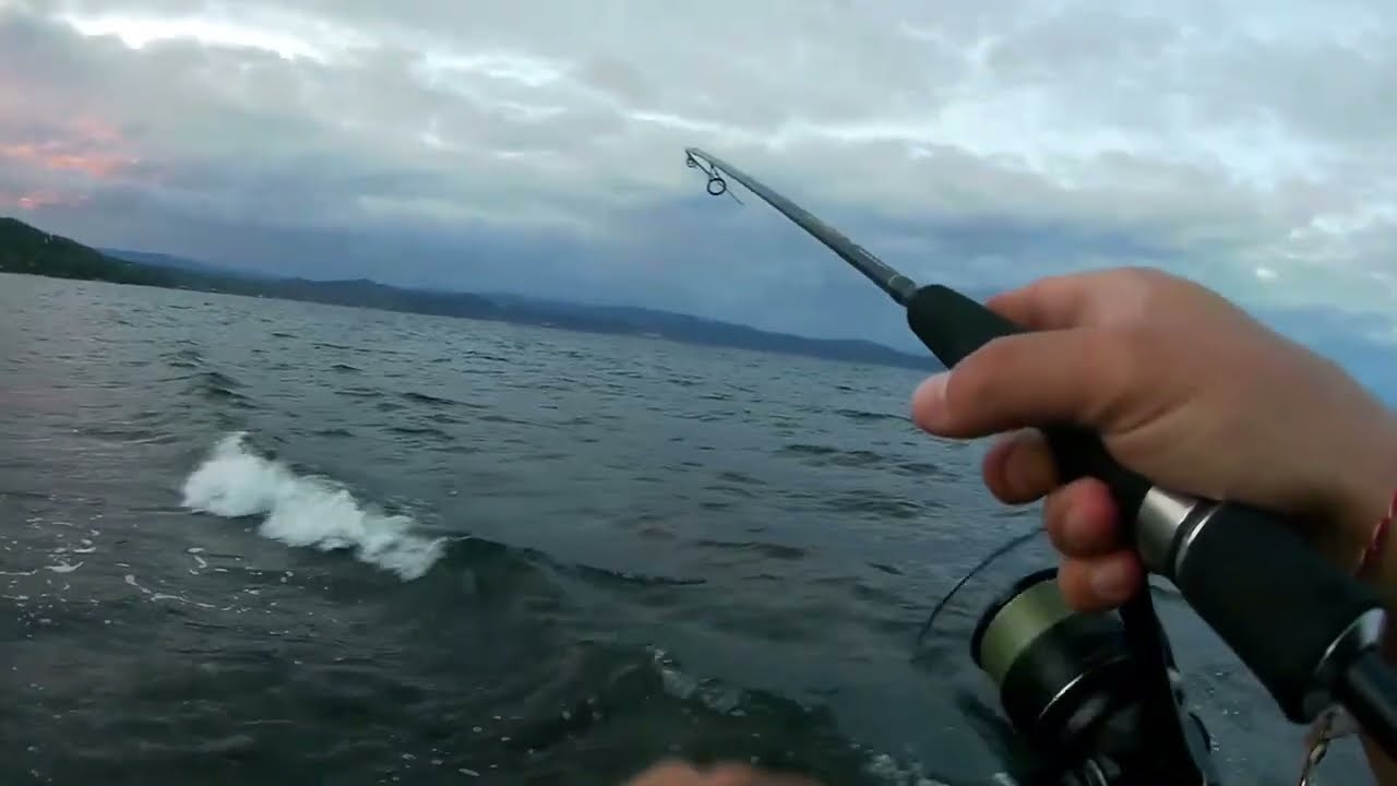 Apia Argo 105 & Promarine Shorelist in action! Small amberjack c&r