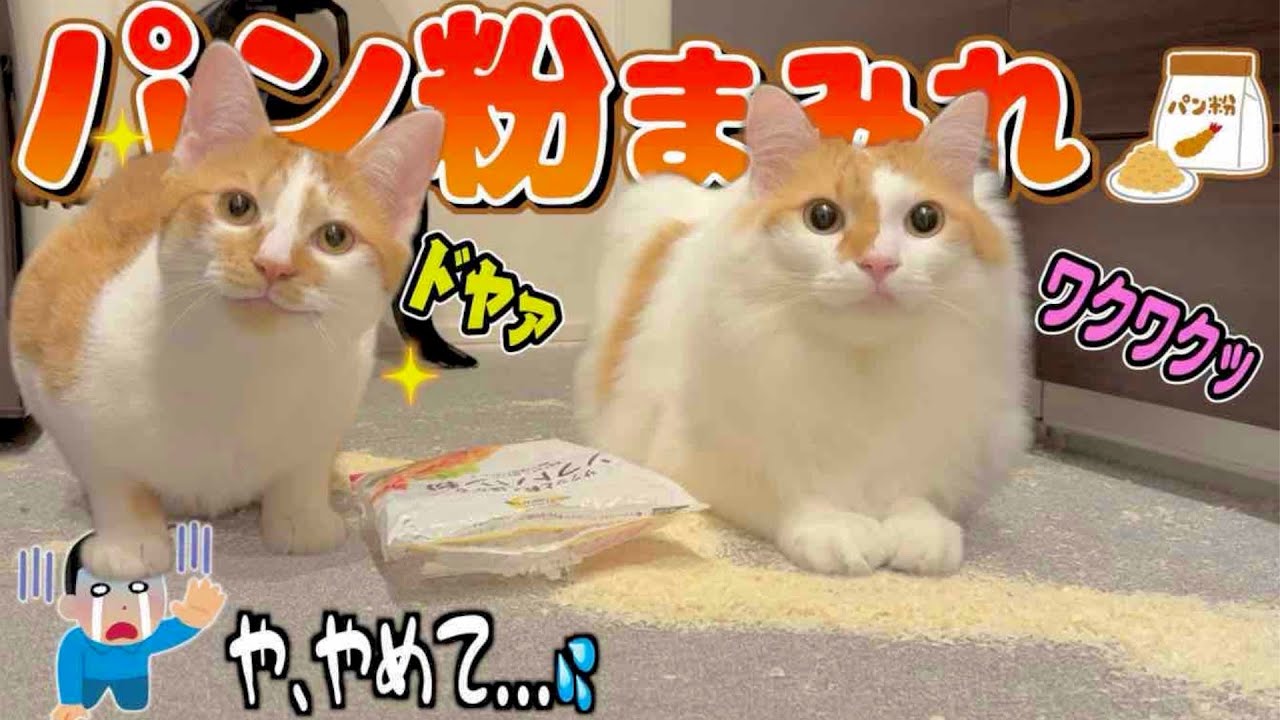 【大事件】朝起きたら家の中がパン粉まみれになってました...。