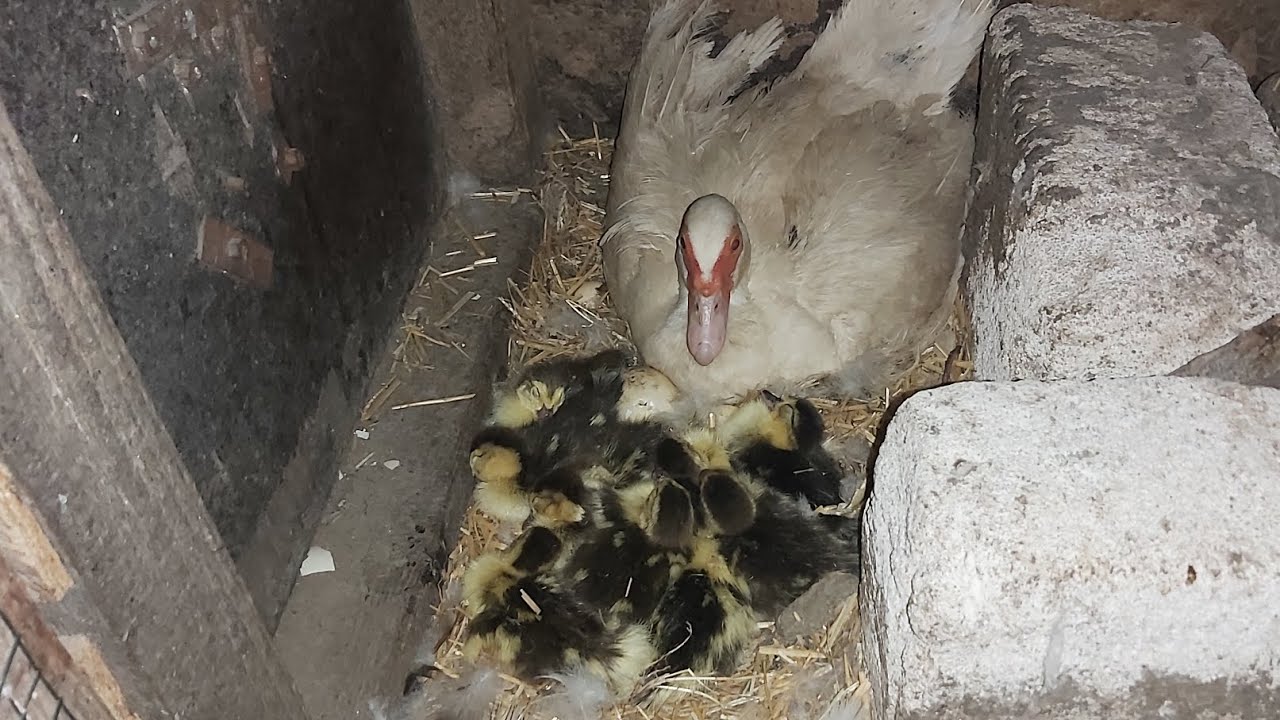 Cați bobocei de rață au mai eclozat!?