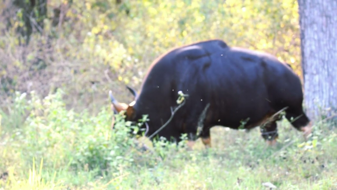 Roaming Alone 🦬 | The Silent Power of a Bison. #nature #natural #wildanimals #wildlife #zoo #safari 