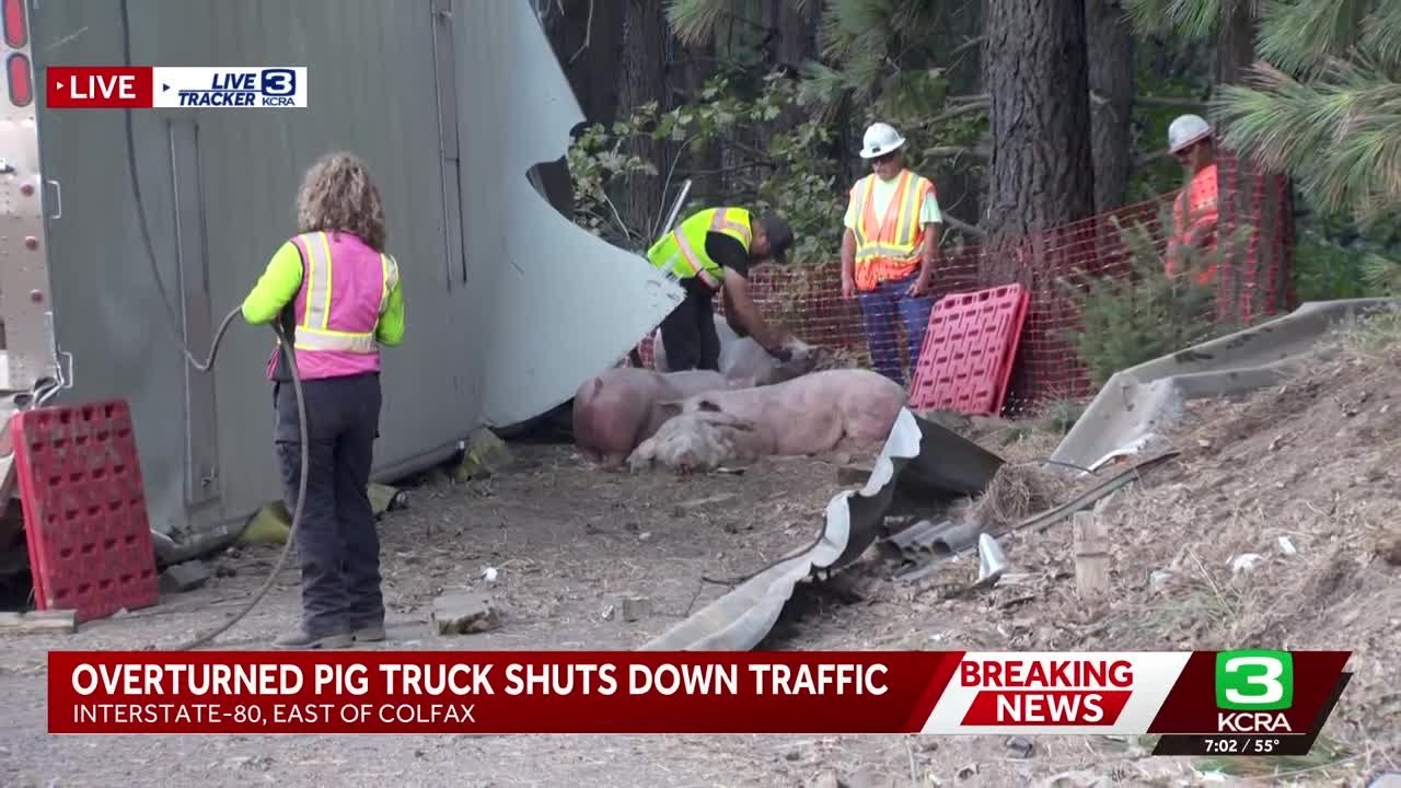 Overturned pig truck | Work continues in trying to clear Interstate 80 in Placer County