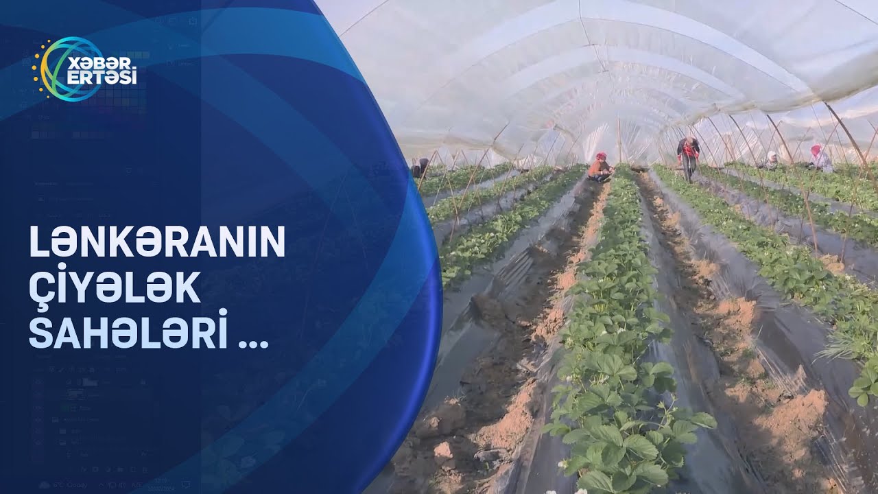 Lənkəranın çiyələk təsərrüfatı... - Bir hektardan 35-40 ton məhsul yığmaq olur