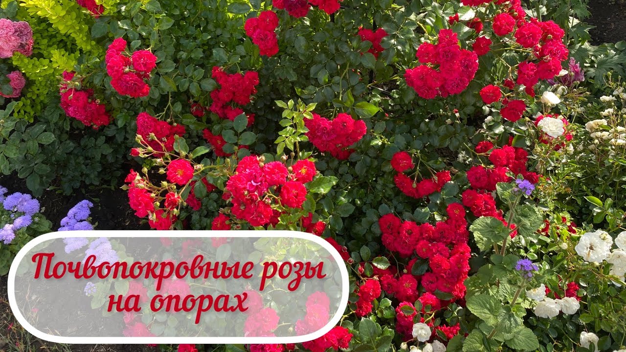 Почвопокровные розы на опорах. Есть ли смысл поднимать почвопокровки? (Урал, 2-3 зона)