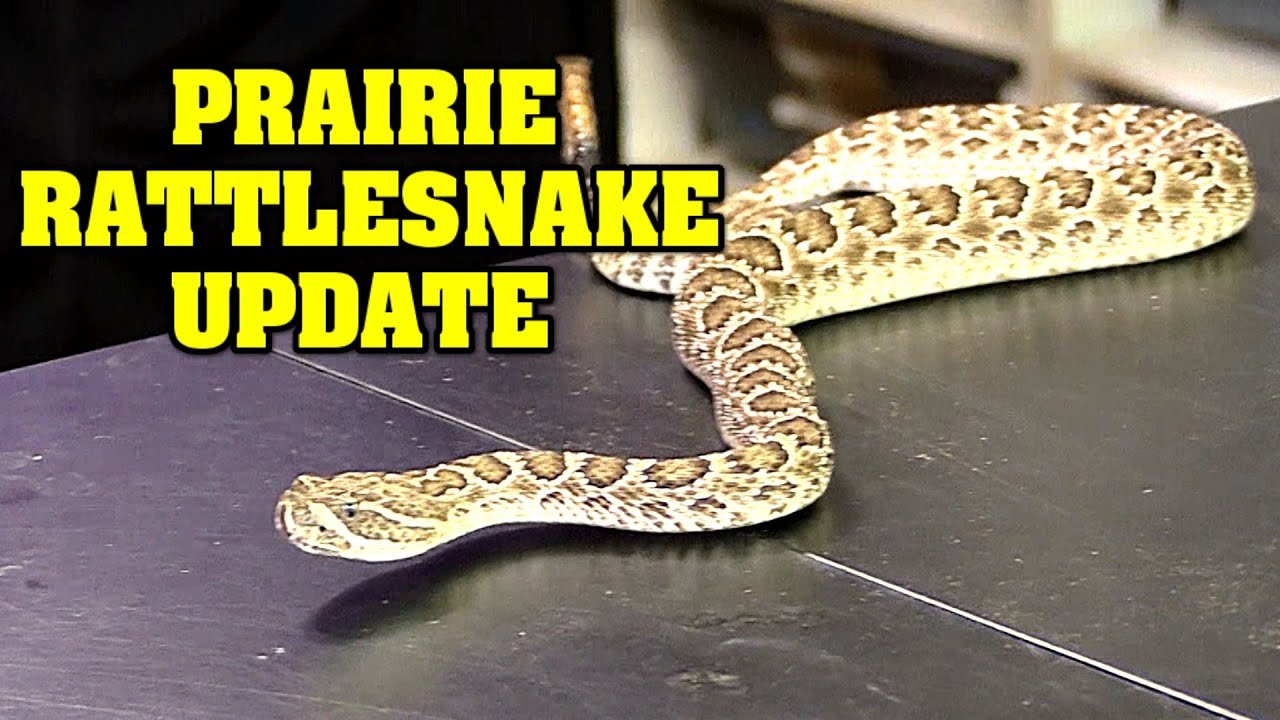 prairie rattlesnake update!  Saved from a basement, how is it doing??