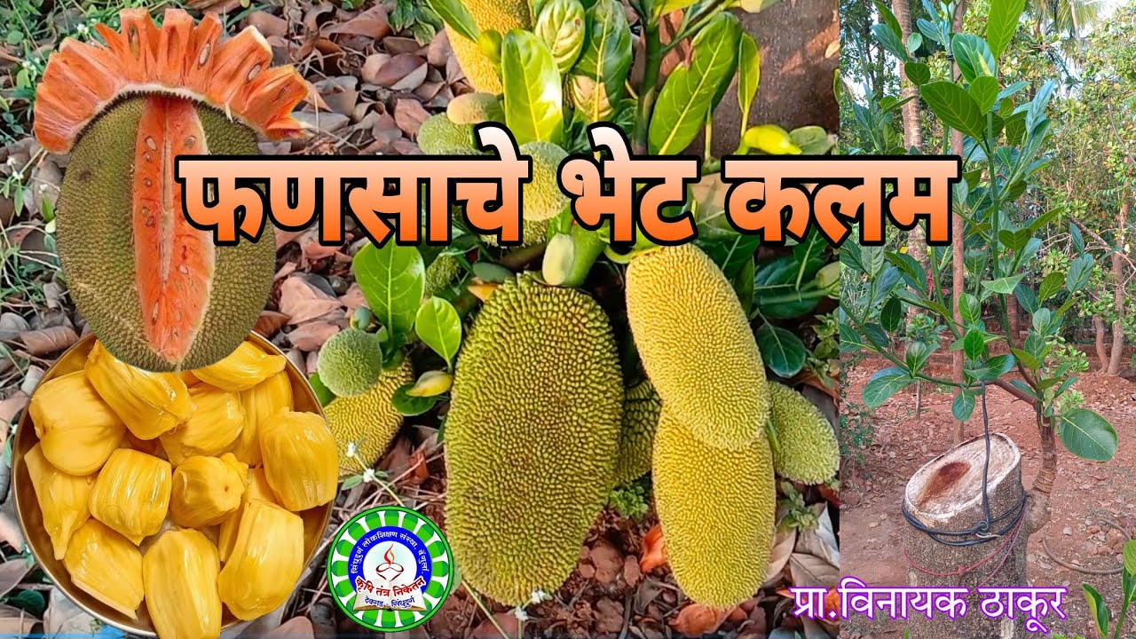 फणसाचे भेट कलम करणे /Jackfruit Grafting Successful Method
