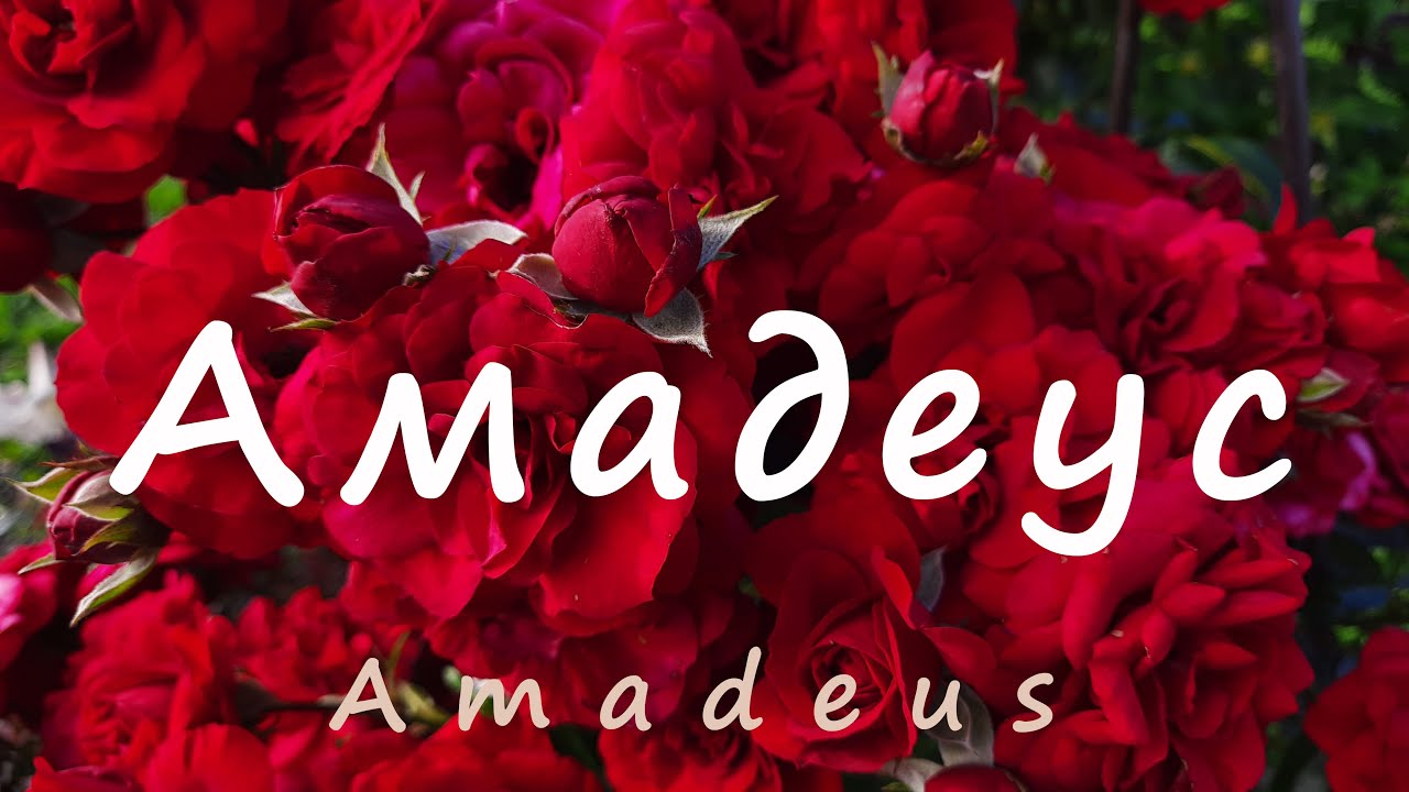 Роза Амадеус(Amadeus). Потрясающе красивое и длительное цветение! Северо-Западный регион.