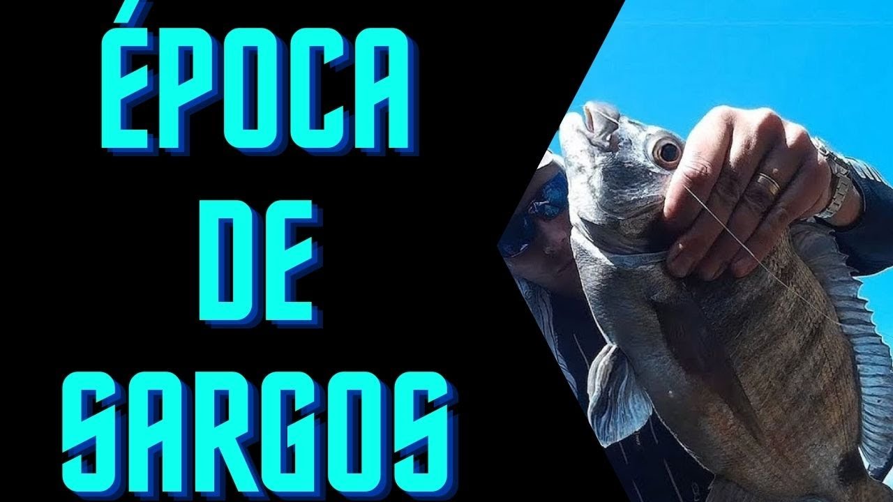 ✅Pesca del SARGO 🎣¿cual es la mejor ÉPOCA? 👌