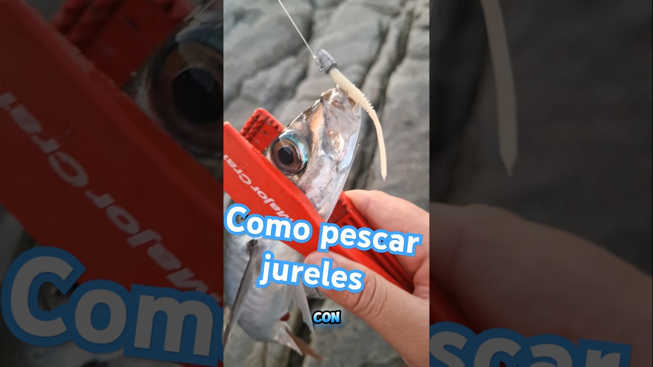 Pesca todos los jureles qu&eacute; quieras  con esta t&eacute;cnica  . Como pescar jureles  #fishing #pesca #fish