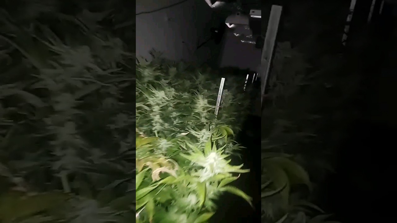 Legal Cannabis Grow Room Day 32 #legendaryfarms #cannabis #california #indoor #legendsneverdie #TMC