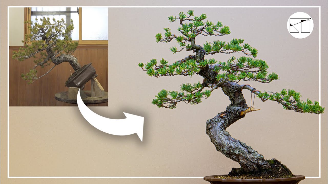五葉松盆栽の改作 | Remodeling of Japanese White Pine