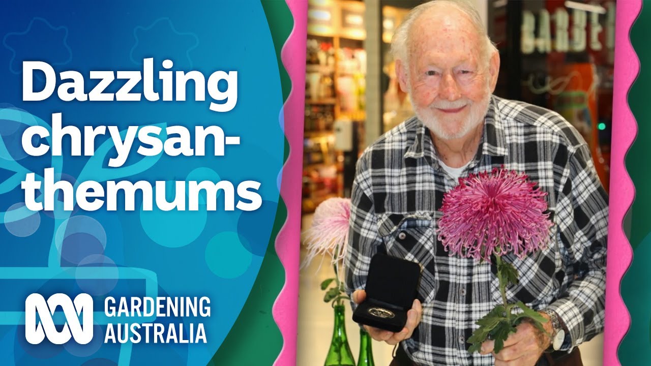 Dazzling Chrysanthemum Grower | My Garden Path | Gardening Australia