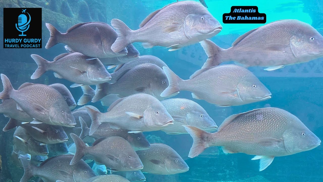 Aquarium at Atlantis, Paradise Island, The Bahamas