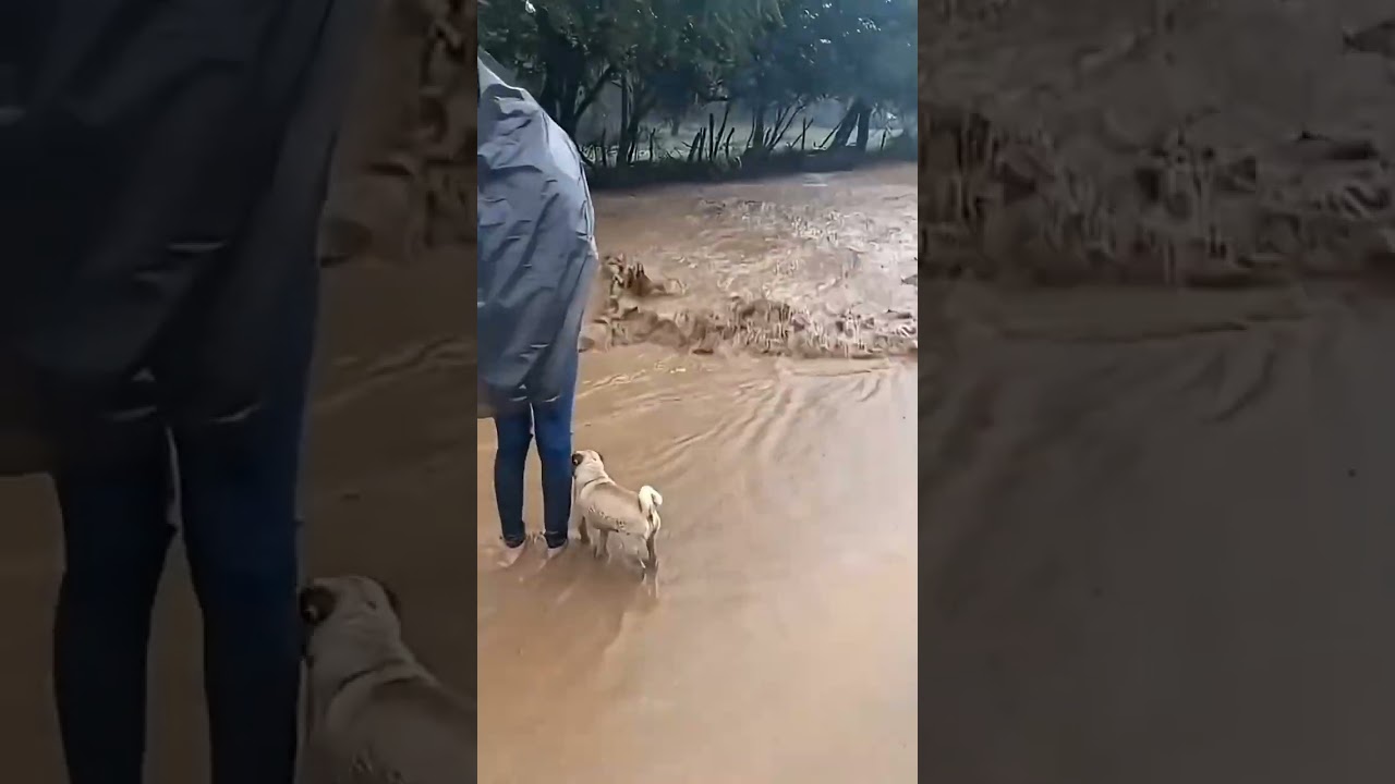 🌊 Extreme Floods That Shocked Everyone #floods #disaster #viral #shorts #disaster mp