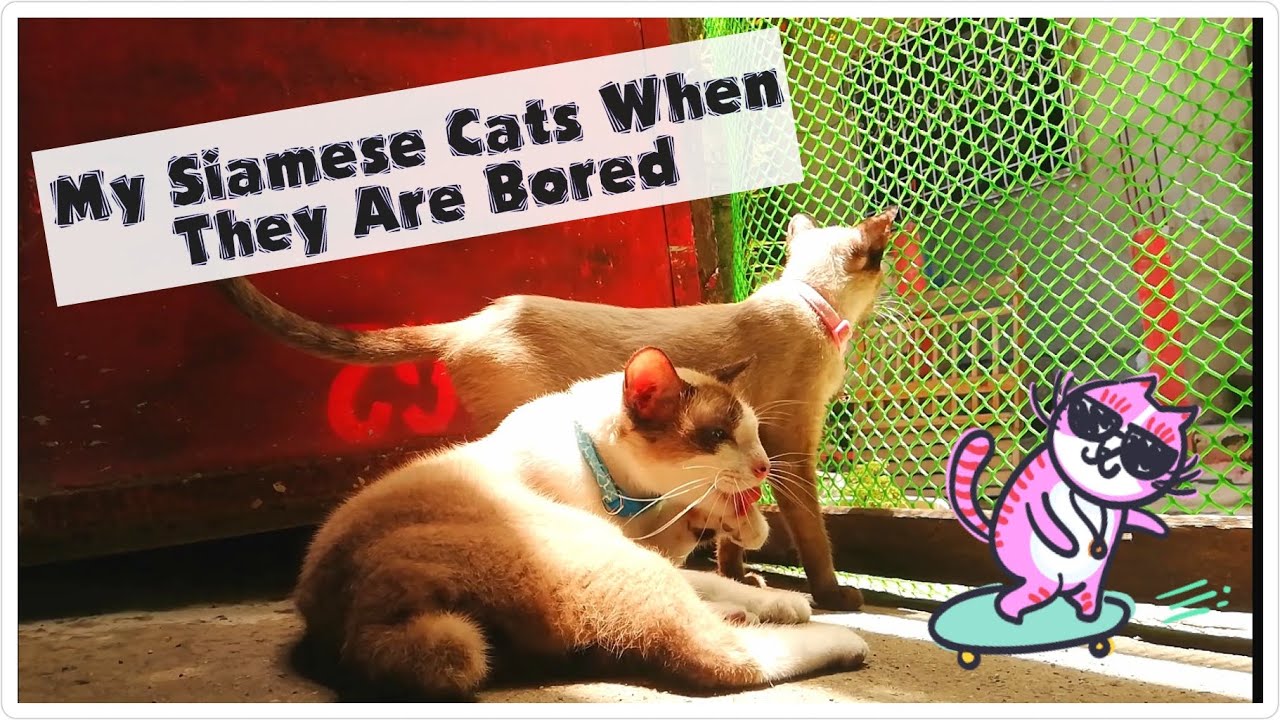 My Siamese Cats When They Are Bored