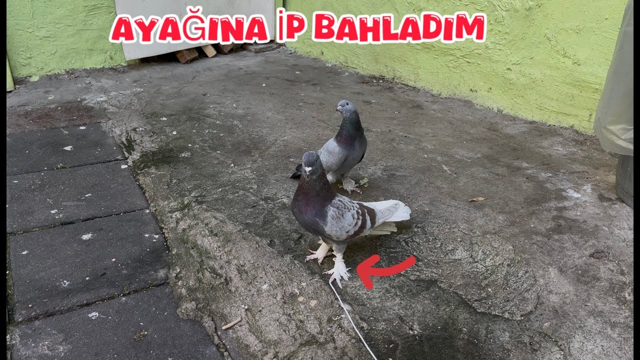 ADIYAMANDAN HEDİYE GELEN GÜVERCİN ( AYAĞINI İPLE BAĞLAYIP BAHÇEDE UÇURDUM )