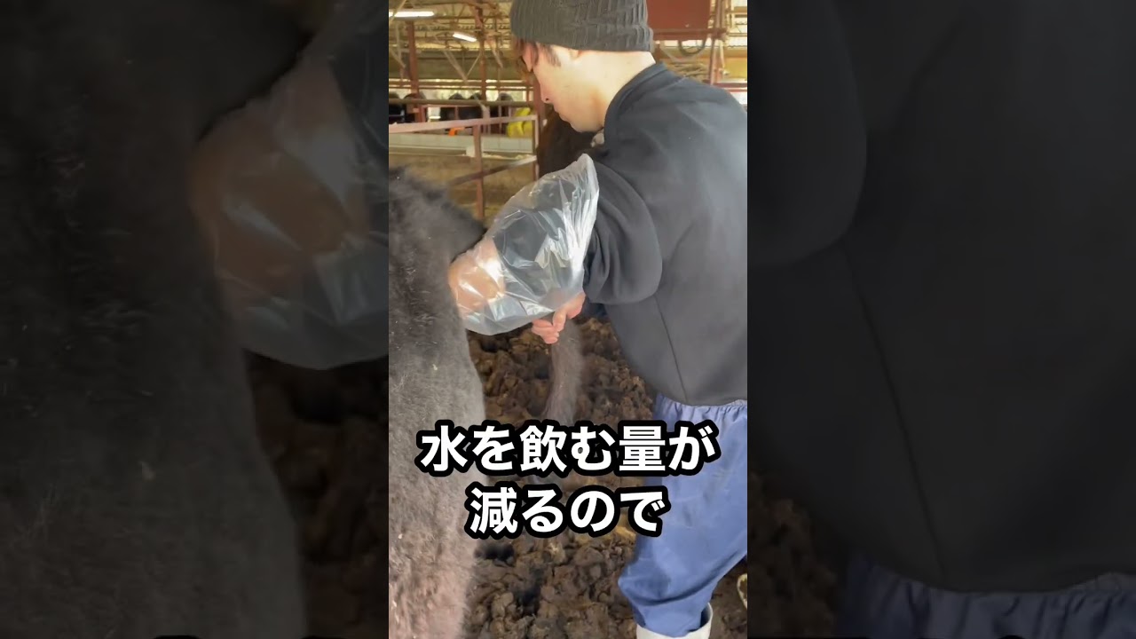 【牛の直腸検査】膀胱の張りを確認👀
