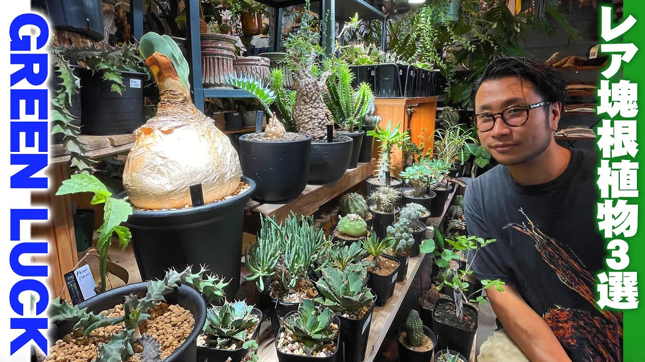 【観葉植物専門店グリーンラック】代表の山下さんオススメ珍しい塊根植物！お店で販売する希少なコーデックス3種類を紹介【兵庫県宝塚市GREEN LUCK】