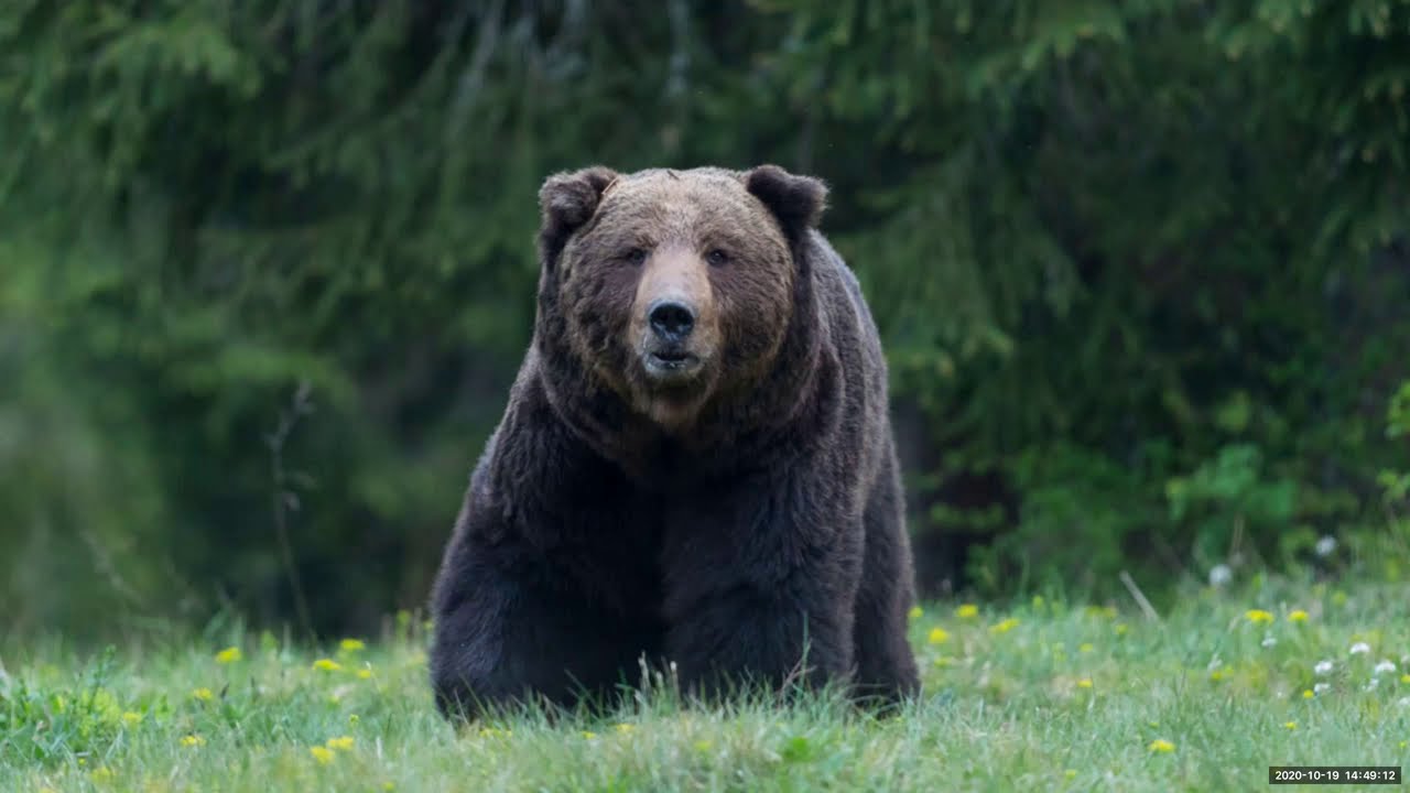 Among Bears – Brown Bears in the Heart of Europe – Christine Sonvilla